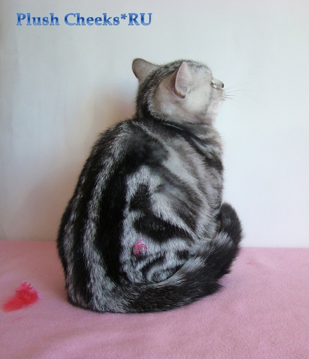 Британский котенок черный мраморный на серебре из питомника Plush Cheeks*RU