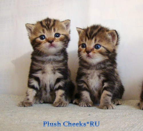 Британский котенок черный мраморный из питомника Plush Cheeks*RU