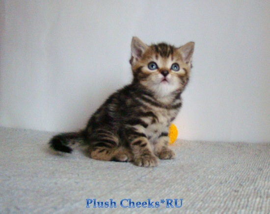 Британский котенок черный мраморный из питомника Plush Cheeks*RU