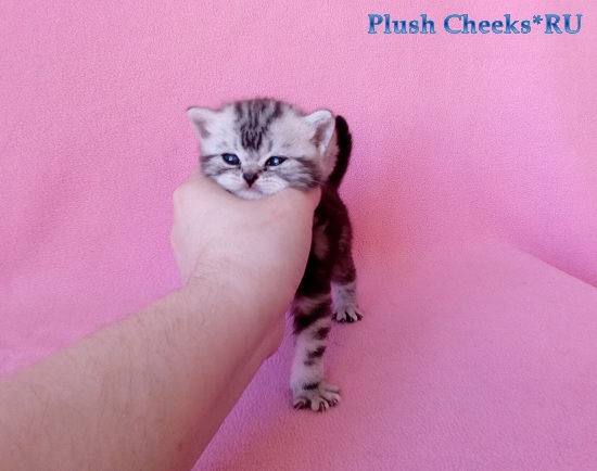 Британский серебристый мраморный котенок вискас BRI bs 22 из питомника Plush Cheeks*RU
