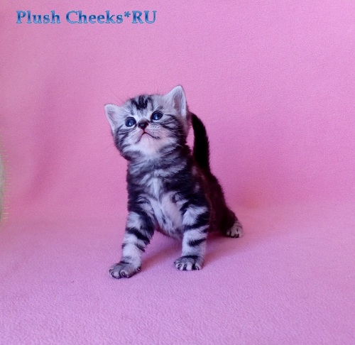 Британский серебристый мраморный котенок вискас BRI bs 22 из питомника Plush Cheeks*RU