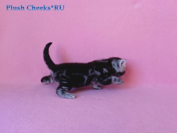 Британский серебристый котенок вискас BRI bs 22 из питомника Plush Cheeks*RU