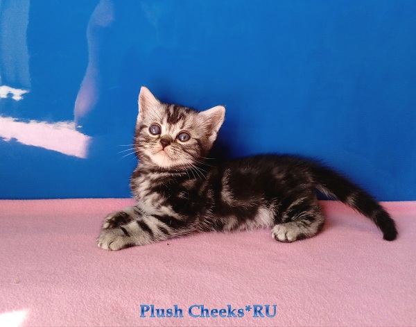 Продается британский мраморный котенок вискас BRI ns 22 из питомника Plush Cheeks*RU