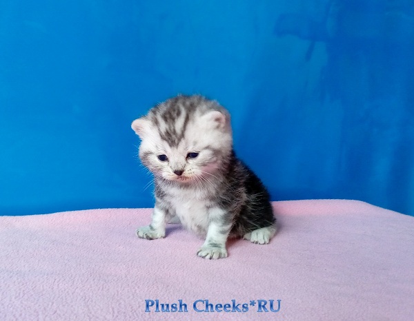 Британский серебристый мраморный котенок вискас BRI ns 22 64 из питомника Plush Cheeks*RU