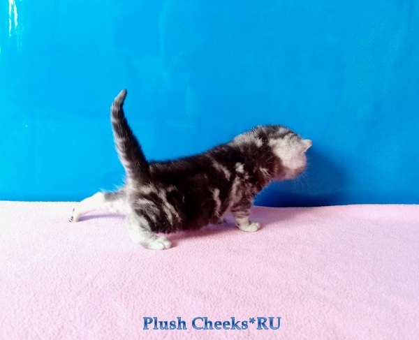 Британский серебристый мраморный котенок вискас BRI ns 22 64 из питомника Plush Cheeks*RU