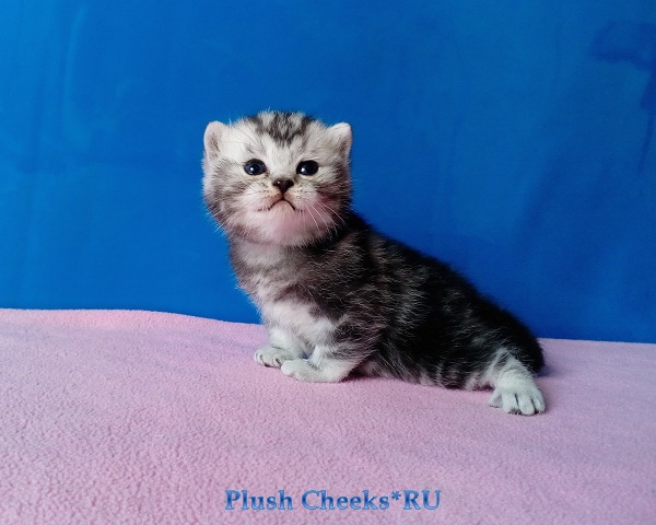 Британский серебристый мраморный котенок вискас BRI ns 22 64 из питомника Plush Cheeks*RU
