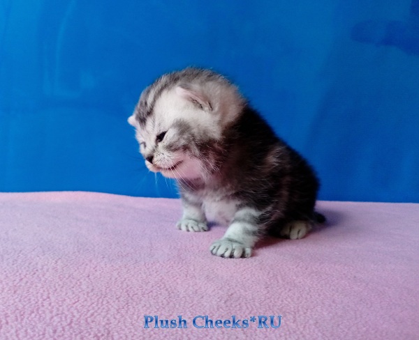 Британский серебристый мраморный котенок вискас BRI ns 22 64 из питомника Plush Cheeks*RU