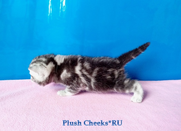 Британский серебристый мраморный котенок вискас BRI ns 22 64 из питомника Plush Cheeks*RU
