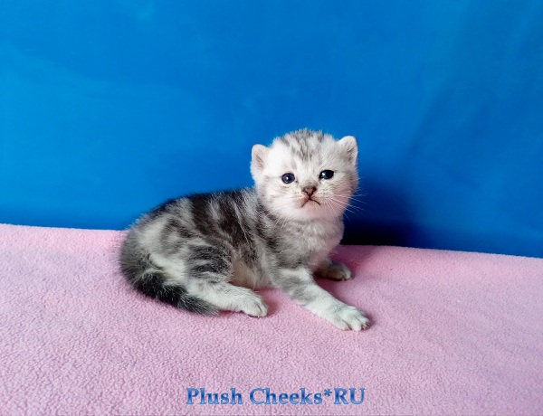 Британский серебристый мраморный котенок вискас BRI ns 22 64 из питомника Plush Cheeks*RU