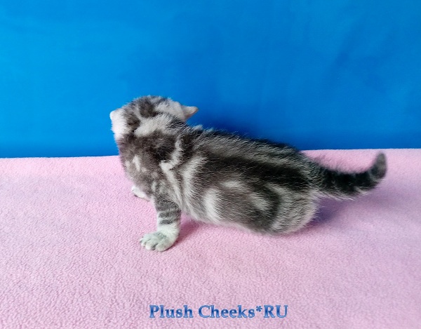 Британский серебристый мраморный котенок вискас BRI ns 22 64 из питомника Plush Cheeks*RU