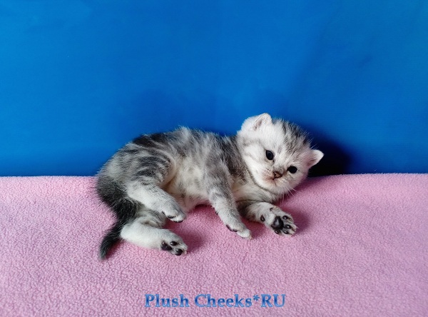 Британский серебристый мраморный котенок вискас BRI ns 22 64 из питомника Plush Cheeks*RU