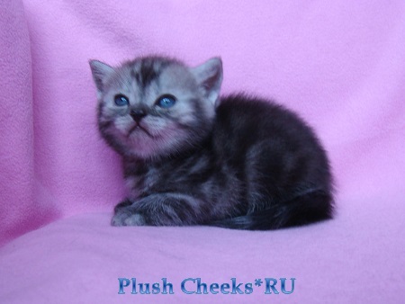Британский котенок черный мраморный дым с зелеными глазами из питомника Plush Cheeks*RU