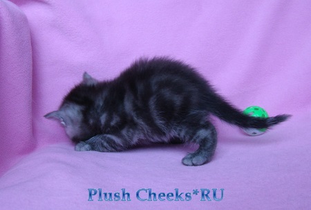 Британский котенок черный мраморный дым с зелеными глазами из питомника Plush Cheeks*RU