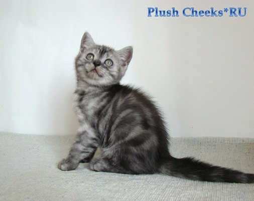 Британский котенок черный мраморный дым с зелеными глазами из питомника Plush Cheeks*RU