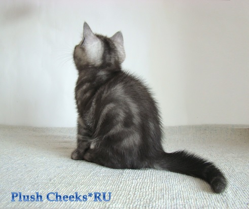 Британский котенок черный мраморный дым с зелеными глазами из питомника Plush Cheeks*RU
