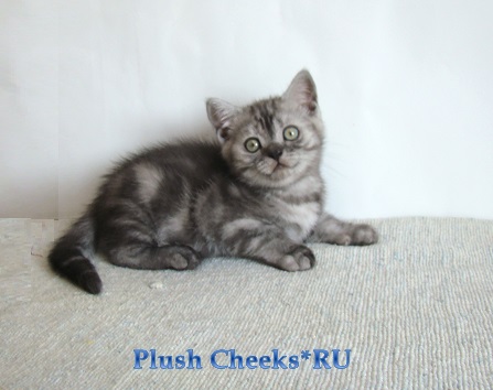 Британский котенок черный мраморный дым с зелеными глазами из питомника Plush Cheeks*RU