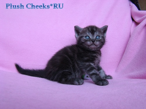 Британский котенок черный мраморный дым с зелеными глазами из питомника Plush Cheeks*RU