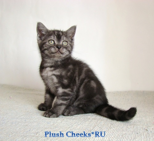 Британский котенок черный мраморный дым с зелеными глазами из питомника Plush Cheeks*RU