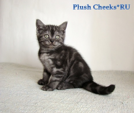 Британский котенок черный мраморный дым с зелеными глазами из питомника Plush Cheeks*RU