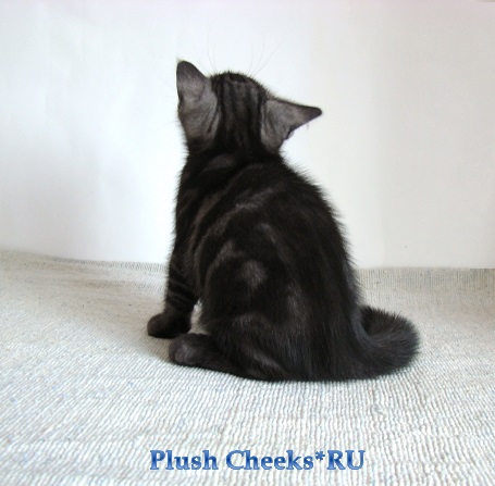 Британский котенок черный мраморный дым с зелеными глазами из питомника Plush Cheeks*RU