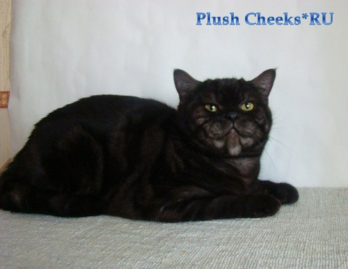 Британский кот черный мраморный дым с зелеными глазами из питомника Plush Cheeks*RU