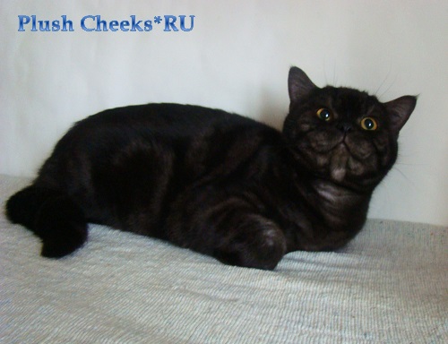 Британский кот черный мраморный дым с зелеными глазами из питомника Plush Cheeks*RU
