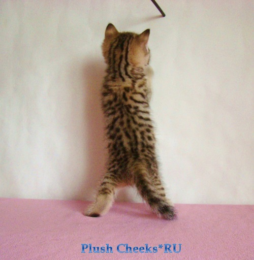 Британская кошка окраса черный золотой пятнистый из питомника Plush Cheeks*RU
