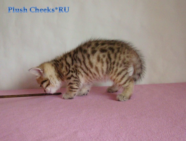 Британская кошка окраса черный золотой пятнистый из питомника Plush Cheeks*RU