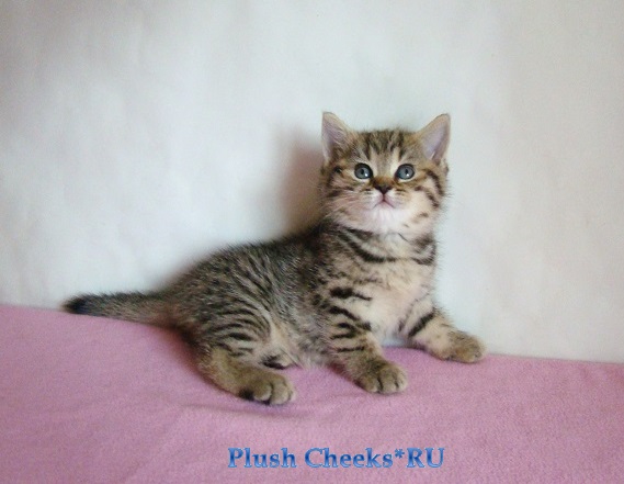 Британская кошка окраса черный пятнистый из питомника Plush Cheeks*RU