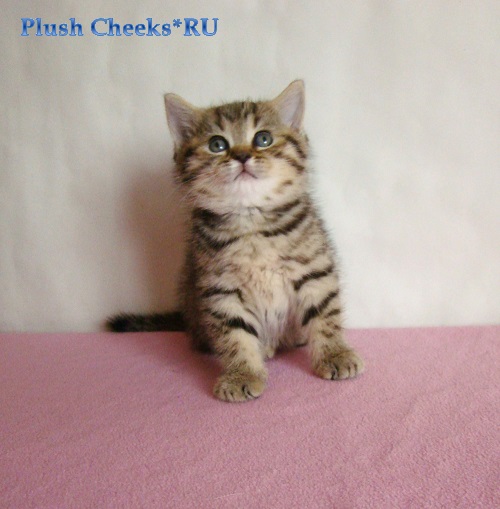Британская кошка окраса черный пятнистый из питомника Plush Cheeks*RU