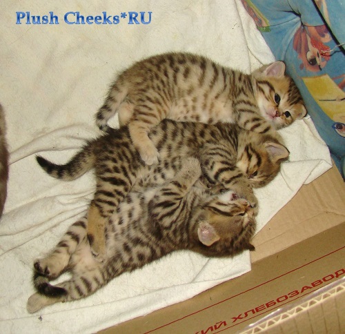 Британский котята черное пятно из питомника Plush Cheeks*RU