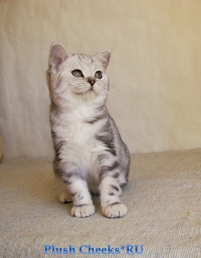 Британский котенок вискас черный мрамор на серебре BRI ns 22 64 из питомника Plush Cheeks*RU