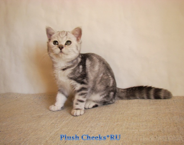 Британский котенок вискас черный мрамор на серебре BRI ns 22 64 из питомника Plush Cheeks*RU
