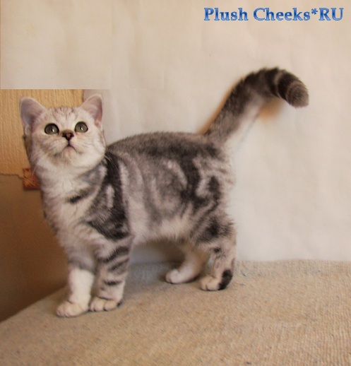 Британский котенок вискас черный мрамор на серебре BRI ns 22 64 из питомника Plush Cheeks*RU