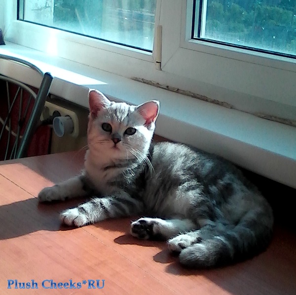 Британский котенок вискас черный мрамор на серебре BRI ns 22 64 из питомника Plush Cheeks*RU